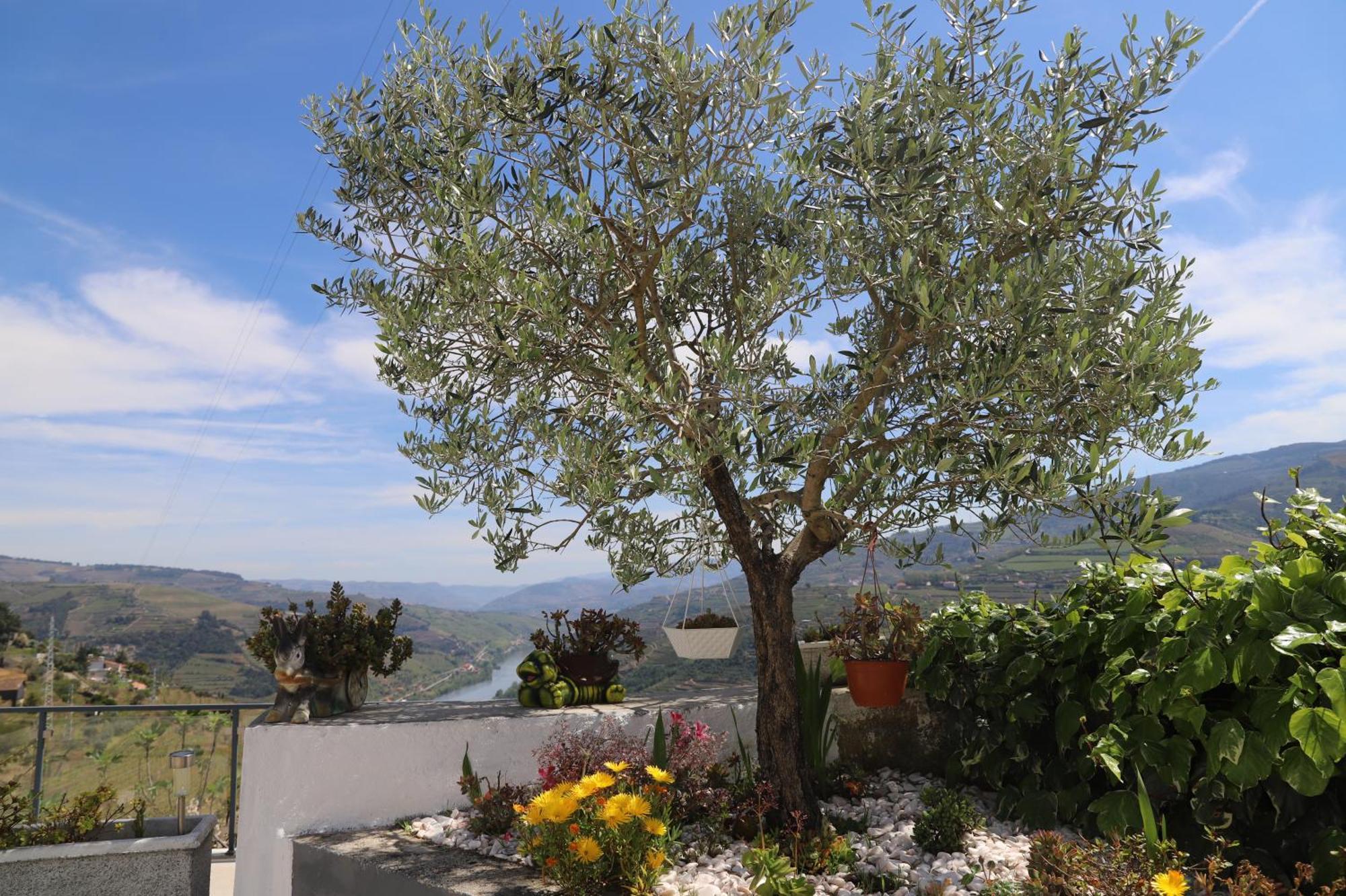 Casa Vale Do Douro Bed & Breakfast Mesao Frio Exterior photo